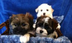 Male and female Havanese puppies are ready for their new homes
Adorable and playful. Great with children and other pets.
Hypo-allergenic. Non-shedding. Vet checked. Dewormed. First needles completed.
$495.
Please call or text for more info. No emails