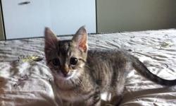 I have a 4 month old female kitten for adoption. She is very affectionate and loving and always wants to be around you. She has been vet checked, dewormed, flea treated, and has had all 3 sets of vaccinations. She will come with everything including food,