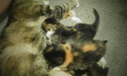 Beautiful kittens 4 females 1 male BEAUTIFUL COLORS, MARKINGS in desperate need of homes ASAP...