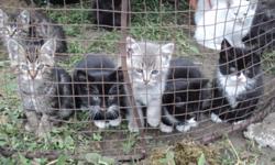 Their mothers are fantastic mousers and these kittens will make great pets or barn cats.  They are weaned and ready to go.  Located near Ponoka.
There are two left...
one black with white female
one black male