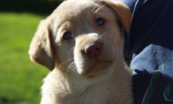 For Sale, gorgeous lab puppies.  Mom is a chocolate lab, dad was a yellow lab.  Healthy, friendly and extremely playful.  Exposed to the outdoors.  Parents have excellent temperments and have been wonderful family and farm dogs.  Dad was a great