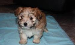 This little Havanese boy was born September 11 to ckc reg'd parents. He is utd with shots, worming treatments, as well as a revolution treatment. He has been loved and cherished by our children and us from the time he was born.  
--This little sweetheart