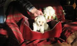 ....These adorable little Havanese babies are lovingly raised in our home.  The price has been lowered and they are ready to go to their special homes just in time for the New Year!!!!
....I have eighteen years experience breeding dogs.  Health and