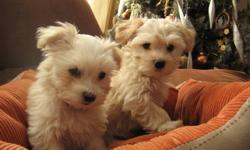 PRICE REDUCED!!!!!!!!!!
 
....These adorable little Havanese babies are lovingly raised in our home.  The price has been lowered and they are ready to go to their special homes.
....I have eighteen years experience breeding dogs. .....Health and