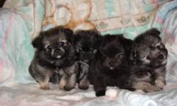 These sweet little Malti-Poms are home raised, paper trained, exposed to various people, objects, and sounds.They are very gentle...and will be great with children! 2 Boys, 3 Girls. They are de-wormed up to date, vet checked,  and have their first