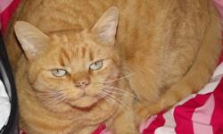Our orange cat is a great addition to any family, unfortunatly, because of living conditions, we can't keep our cat. Needs a good home, is an out-door cat. Litter trained, loves to be pet. She has been spayed, and has had her shots. Contact for anymore