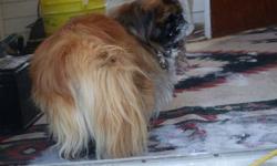 I have an adorable Pekinese who was rescued in Fort Qu'Appelle. We do not know how he came to be homeless but he is house broken, a good traveler and good with other small animals. The ideal situation for him would be with an elderly lady or couple. He is