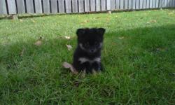 Hello I have puppies left from two litters right now. I have 2 pom-chis left from a litter born Aug 21 2011. They are home raised with kids and other dogs and they have had there first set of shots and been dewormed. I have 1 female who is the blonde and