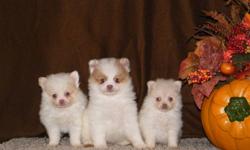 These beautiful Pomeranian puppies are so cute and playful they will make any family or couple happy. They will come with their first vaccinations, dewormed, small bag puppy food and their own blanket. Ready to go on October21/2011 and can arrange for