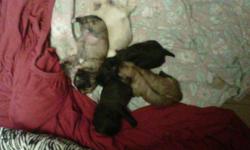 I have 2 males 1 female puppies for sale. The mom is a shitzu/pug and the dad is a shitzu/yorkie. They will be ready to go the first week of December .Will have there first shots and deworming.Will make a amazing early Christmas present.Serious inquiries