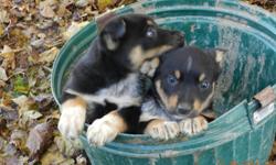 Blue heeler/German Shepherd cross
Date of birth ? September 26th
$100 each - includes first set of vaccines
Phone ? 519-462-2876 for an appointment to meet the puppies.