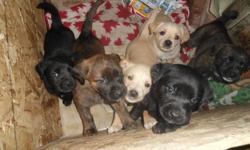 adorable mastiff boxer lab puppies
 1 brindle female 2 beige female 1 beige male 3 black males
great temperment, great sniffers.
they are on solid foods and for the most pare are paper trained.
 mother is very gentle and a quick runner
  the puppies are