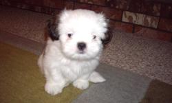 cute female shih tzu, ready to go home this Friday, vet-checked and de worming