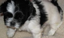 Purebred Shih Tzu  Puppies
hypoallergenic/ low dander  small breed, will get to be around 10 lbs
home raised
vet checked
come with first shots
 
These happy puppies have lots of personality and are ready to meet their forever families however they need to