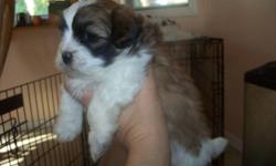 3 Adorable... Shih Tzu puppies for sale 2 males and 1 female. Very well socialized with people and children.
They come with a Vet record check first set of shots de-wormed and declaws removed.
They will be ready to go on Dec 04/2011. Come and take a look