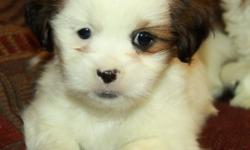 Adorable little Shih Tzu puppies! Only 1 male left! Shih Tzu?s are small lap dogs that are highly social and love to be around their families. They are great with kids and make excellent family pets. These pups will mature around 12lbs fully grown. At 11