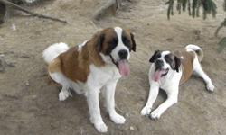 SORRY THIS LITER HAVE ALL FUND THERE LOVING HOMES  WE WILL HAVE A OTHER LITER READY TO GO ON THE 18-19 OF FEBRUARY
 
  Adorable pure breed St-bernard puppies looking for there forever loving homes. 1 female and 1 male, parents on site first picture is the