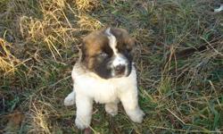 We have 2 male St Bernard Pups still looking for their forever homes. Ready to go this weekend. They make wonderful family pets, both protector and playmate. Great with kids of all ages. Call 403-896-1062 for more info