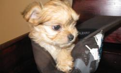 Adorable Yorkie/Chihuahua puppies for sale.  They are the cutest and most social little gems, a perfect house pet.  They are family raised and loved.  The mother is a 5 pound 1/2 Yorkie and 1/2 Chihuahua and the father is a 5 pound pure bred Chihuahua.