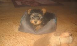 CKC registered Yorkshire Terrier puppies, one male and one female. First shots, dewormed, vet checked, microchipped, tails and dewclaws docked. They come with a one year health guarantee and six weeks free insurance. Home raised with kids and cats, and