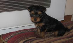 CKC registered Yorkshire Terrier male puppy.  First shots, dewormed, vet checked, microchipped, tails and dewclaws docked. He comes with a one year health guarantee and six weeks free insurance. Home raised with kids and cats, and other dogs large and