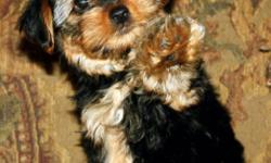 Gorgeous little darling Yorkies, who are delightful in everyway! These Tea-cup Yorkies were born September 21st, 2011! We have three charming girls and one boy. They have been home raised with loads of love & affection. They are very well socialized and
