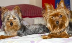 Yorkie Puppies Just In Time For Christmas!!
We have 2 sweet little girls and 1 adorable boy.  They are playful and fun loving.  We are currently peepad training them, which is going very well. 
They will be ready to go today, to their "forever" homes.
