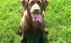 Dolly is a chocolate Labrador and true to her breed
she is very playful and energetic
Dolly has had her shots and she also gets dewormed regularly.
She has an easy going temperament and loves humans!
In the 3rd and 4 picture she runs and plays with the