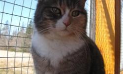 Breed: Dilute Calico Dilute Tortoiseshell
 
Age: Adult
 
Sex: F
 
Size: M
DOB May 25, 2010
Pecan is a very pretty little girl; a dilute calico with grey and white and a touch of cinnamon on her face. She was rather shy when she came to us, but she has