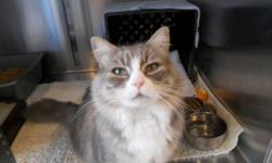 Breed: Domestic Long Hair
 
Age: Adult
 
Sex: F
 
Size: M
Hello! My name is Darla, and I am a beautiful domestic long hair, female cat. I came to shelter as a stray with my kittens, who I raised and are now with their own loving homes. I am a classic