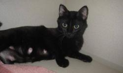 Breed: Domestic Long Hair
 
Age: Adult
 
Sex: F
 
Size: M
Hi my name is Puddles, I came here to the shelter on March 19 2011 from Lloydminster. I am an eleven month old domestic short hair. When I arrived here at the shelter It was apparent that I was