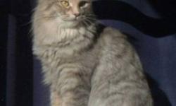 Breed: Domestic Medium Hair-gray
 
Age: Adult
 
Sex: F
 
Size: M
Cachou is a beautiful long-haired grey and beige young female cat was adopted last summer as a kitten and is now in need of a new family. Cachou&#8217;s family has moved to a smaller home