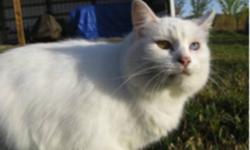 Breed: Domestic Medium Hair
 
Age: Adult
 
Sex: F
 
Size: M
As anyone with a pure white cat and blue eyes knows, deafness usually happens with that colouration. Fortunately Miss Sissy (5 years old) also has one golden eye so she is only partially deaf.