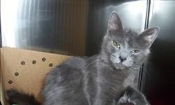 Breed: Domestic Medium Hair
 
Age: Adult
 
Sex: F
 
Size: M
Primary Color: Grey
Age: 1yrs 11mths 2wks
Animal has been Spayed
 
View this pet on Petfinder.com
Contact: Surrey Branch BC SPCA | Surrey, BC