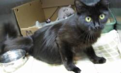 Breed: Domestic Medium Hair
 
Age: Adult
 
Sex: F
 
Size: M
Hi there! My name is Tinker, and I am a 4 year old long haired female looking for a long term home. You can find me in the arms of anyone who opens the door to my kennel, and I will be hugging