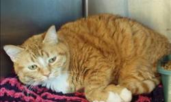 Breed: Domestic Short Hair
 
Age: Adult
 
Sex: F
 
Size: M
Primary Color: Orange Tabby
Secondary Color: White
Age: 3yrs 0mths 0wks
Animal has been Spayed
 
View this pet on Petfinder.com
Contact: BC SPCA South Okanagan/Similkameen Branch, Penticton |