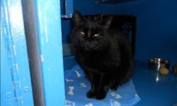 Breed: Domestic Short Hair
 
Age: Adult
 
Sex: F
 
Size: M
Diesel came to us with her house mate "Bandit" after their owner fell quite ill.
She is a 6 year old spayed female with a short black shiny coat.
After getting over the initial stress of coming