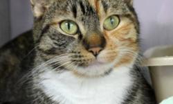 Breed: Domestic Short Hair Calico
 
Age: Adult
 
Sex: F
 
Size: M
Meet Desiree &#8211; a lovely Calico/Tabby. Desiree was a stray found in Dartmouth with her kittens. Her three little ones have all been adopted and now it&#8217;s time for Desiree to find