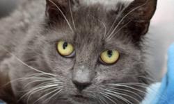 Breed: Domestic Short Hair-gray
 
Age: Adult
 
Sex: F
 
Size: M
The name Harriet is from old German and means &#8220;home ruler.&#8221; This friendly flirt was a stray found in Halifax so there is little known about her background.
While a little mystery