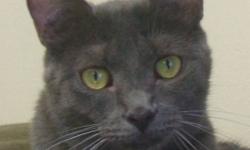Breed: Domestic Short Hair-gray
 
Age: Adult
 
Sex: F
 
Size: M
arrivedApril 28,Paisley was found with her momma and 2 siblings. They were trying to check into a local Inn. She was approximately 5 weeks old.
Sept 14/09 she has be fixed and waiting to go