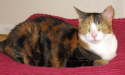 Breed: Calico
 
Age: Adult
 
Sex: F
 
Size: M
DSH Calico female spayed: DOB: July 2007
Look closely and you might just see a halo and wings on our darling little Ella. We can't imagine that a delicate, beautiful girl was on death row at an overcrowded
