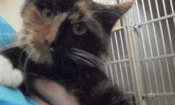 Breed: Calico
 
Age: Adult
 
Sex: F
 
Size: M
ZORA- HER SHELTER GIVEN NAME, WAS BROUGHT TO THE LETHBRIDGE ANIMAL SHELTER ON AUGUST 4 WITH 4 KITTENS WHO ARE NOW ALL AVAILABLE FOR ADOPTION. THEY WERE FOUND ON 23 ST NORTH. ZORA IS A VERY FRIENDLY CAT WHO