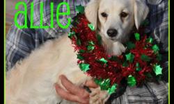 Breed: Spaniel
 
Age: Adult
 
Sex: F
 
Size: M
2 year old spayed SpanielX about 20 pounds.
Pretty little Allie hasn't had a great life up to now. Dumped by her
breeder her and her year old pups landed at one of the highest kill
shelters in California. Her