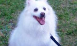 Breed: American Eskimo Dog
 
Age: Adult
 
Sex: F
 
Size: S
Courtesy Post
Say hello to Tina, a 6 year old female American Eskimo who is waiting for the perfect family to adopt her. She is a loving, happy girl who thoroughly enjoys the company of people and