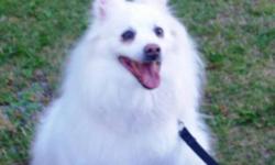 Breed: American Eskimo Dog
 
Age: Adult
 
Sex: F
 
Size: S
Say hello to Tina, a 6 year old female American Eskimo who is waiting for the perfect family to adopt her. She is a loving, happy girl who thoroughly enjoys the company of people and will make
