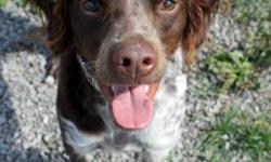 Breed: Brittany Spaniel
 
Age: Adult
 
Sex: F
 
Size: M
Cricket: Age unknown, Brittany Spaniel, female
I am a very active girl who loves to run and play! I'm looking for an outdoorsy owner who can keep me well exercised and happy! I will need some help