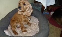 Breed: Cocker Spaniel
 
Age: Adult
 
Sex: F
 
Size: S
ADOPTION FEE APPLIES
Age: 3 years old
Sex:  female 
Weight: 20 pounds (slightly underweight)
Breed: American Cocker Spaniel
Foster Home Location: Peterborough, ON
Adoption Fee: $375
Temperament: A