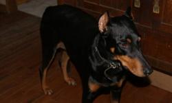 Breed: Doberman Pinscher
 
Age: Adult
 
Sex: F
 
Size: L
Female, approx. 2-2.5, spayed, cropped/docked, black, excellent with kids and other dogs, no idea about cats. Very friendly and easy-to get along with! Currently being fostered near Grafton, ON.
