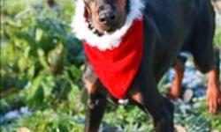 Breed: Doberman Pinscher
 
Age: Adult
 
Sex: F
 
Size: L
Volunteer Notes: Nov 29/11: Sweet Trixie is an absolutely beautiful Dobie. She is very good and affectionate with people. She loves treats, and knows sit. Trixie is very good on leash and walks very