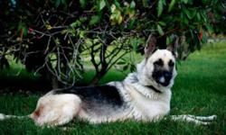 Breed: German Shepherd Dog
 
Age: Adult
 
Sex: F
 
Size: L
Anna is a sweet tempered, easy going girl who loves everyone she meets. She is very quiet and low key, loves to play with other dogs, unsure about cats. She is fairly good on a leash but does pull